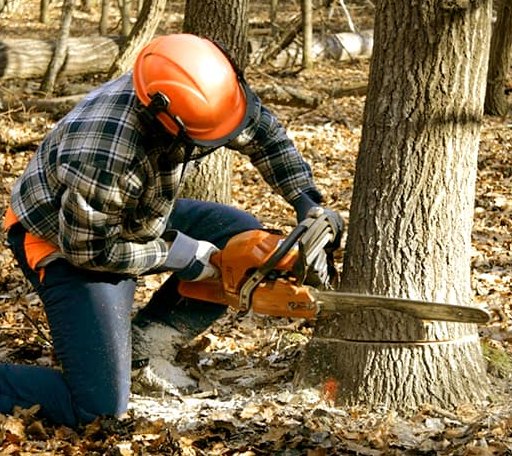 Tree Removal in Hornbrook, CA